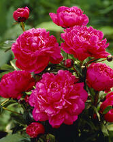 Без бренда «2KMB-4036» в Ярославле