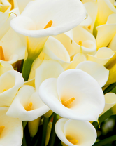 Без бренда «Белые каллы» в Ярославле