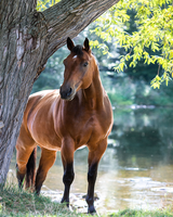 Без бренда «Лошадь у дерева» в Ярославле