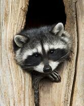 Без бренда «Енот в дупле» в Ярославле