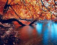 Без бренда «Дерево в осенней листве над озером» в Ярославле в интернет-магазине Без бренда «Дерево в осенней листве над озером» в Ярославле