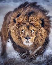 Большой злой лев