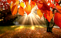 Коробка 25 шт. картин по номерам BOX25-GX5819