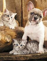 Без бренда «Милый щенок французского бульдога и два котёнка» в Ярославле в интернет-магазине  Без бренда «Милый щенок французского бульдога и два котёнка» в Ярославле