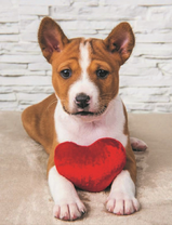 Милый пёс с сердечком