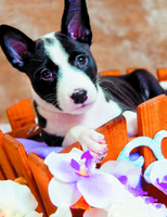 Без бренда «Милый черно-белый щенок и орхидеи» в Ярославле в интернет-магазине  Без бренда «Милый черно-белый щенок и орхидеи» в Ярославле