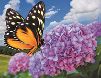 Бабочка на сиреневой гортензии