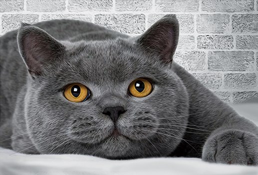 Алмазная мозаика 11x16 Большой серый кот на кровати