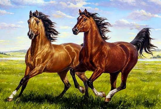 Картина по номерам 40x50 Довольная пробежка лошадей