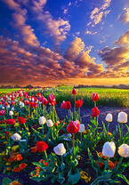 Без бренда «Поле тюльпанов под облачным небом» в Ярославле