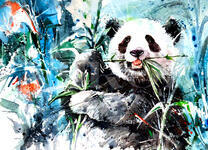 Панда кушает бамбук