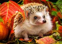 Ежик среди осенних листьев